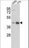 Alpha-2-Glycoprotein 1, Zinc-Binding antibody, LS-C99362, Lifespan Biosciences, Western Blot image 