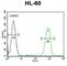 Ankyrin Repeat Domain 40 antibody, abx026228, Abbexa, Western Blot image 