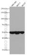 Dickkopf WNT Signaling Pathway Inhibitor 3 antibody, 66758-1-Ig, Proteintech Group, Western Blot image 