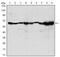 Coactivator Associated Arginine Methyltransferase 1 antibody, AM06565SU-N, Origene, Western Blot image 