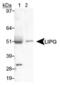 Lipase F, Gastric Type antibody, PA1-46308, Invitrogen Antibodies, Western Blot image 
