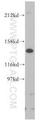 Peroxisome biogenesis factor 1 antibody, 13669-1-AP, Proteintech Group, Western Blot image 