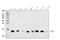 Profilin 2 antibody, A06663, Boster Biological Technology, Western Blot image 