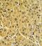 Fructose-Bisphosphatase 1 antibody, GTX81483, GeneTex, Immunohistochemistry paraffin image 