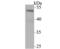 Nuclear Factor I B antibody, NBP2-75589, Novus Biologicals, Western Blot image 