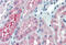 OCRL Inositol Polyphosphate-5-Phosphatase antibody, MBS245771, MyBioSource, Immunohistochemistry frozen image 