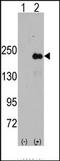 C-Jun-amino-terminal kinase-interacting protein 4 antibody, AP14022PU-N, Origene, Western Blot image 