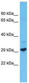 Family With Sequence Similarity 124 Member A antibody, TA331650, Origene, Western Blot image 