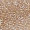 Cystathionine-Beta-Synthase antibody, NBP1-83255, Novus Biologicals, Immunohistochemistry frozen image 