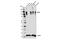 Hyperpolarization Activated Cyclic Nucleotide Gated Potassium And Sodium Channel 2 antibody, 14957S, Cell Signaling Technology, Western Blot image 
