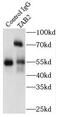 TGF-Beta Activated Kinase 1 (MAP3K7) Binding Protein 2 antibody, FNab08465, FineTest, Immunoprecipitation image 