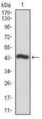 Casein Kinase 2 Alpha 1 antibody, NBP2-37457, Novus Biologicals, Western Blot image 