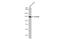 Protocadherin 10 antibody, GTX117863, GeneTex, Western Blot image 