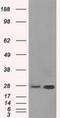 Hydroxysteroid 17-Beta Dehydrogenase 10 antibody, NBP2-02118, Novus Biologicals, Western Blot image 