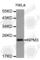 Nucleophosmin/Nucleoplasmin 3 antibody, A5955, ABclonal Technology, Western Blot image 