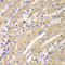 ERGIC And Golgi 2 antibody, STJ29507, St John