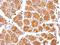 RT23 antibody, NBP2-19410, Novus Biologicals, Immunohistochemistry frozen image 