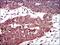 Dynactin Subunit 4 antibody, MA5-17065, Invitrogen Antibodies, Immunohistochemistry frozen image 