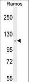 Huntingtin Interacting Protein 1 Related antibody, LS-C166875, Lifespan Biosciences, Western Blot image 