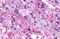 RB intron encoded G-protein coupled receptor antibody, GTX71897, GeneTex, Immunohistochemistry paraffin image 