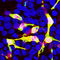 mCherry Tag  antibody, LS-C204825, Lifespan Biosciences, Immunocytochemistry image 