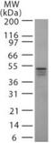 Inhibitor Of Nuclear Factor Kappa B Kinase Regulatory Subunit Gamma antibody, GTX12141, GeneTex, Western Blot image 