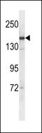 Synaptonemal Complex Protein 2 antibody, LS-C157120, Lifespan Biosciences, Western Blot image 