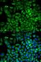 Aldolase, Fructose-Bisphosphate A antibody, LS-C335133, Lifespan Biosciences, Immunofluorescence image 