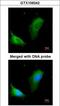Arginase 1 antibody, LS-C186055, Lifespan Biosciences, Immunocytochemistry image 