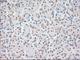 Fibroblast Growth Factor 2 antibody, NBP1-47749, Novus Biologicals, Immunohistochemistry frozen image 