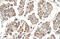 Motile sperm domain-containing protein 3 antibody, 31-366, ProSci, Immunohistochemistry frozen image 