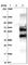 Zinc Finger Protein 213 antibody, HPA035000, Atlas Antibodies, Western Blot image 