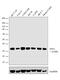 Inhibitor Of Growth Family Member 2 antibody, 702744, Invitrogen Antibodies, Western Blot image 