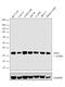 Inhibitor Of Growth Family Member 2 antibody, 702744, Invitrogen Antibodies, Western Blot image 