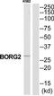 CDC42 Effector Protein 3 antibody, TA315081, Origene, Western Blot image 