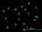 Zinc Finger Protein 563 antibody, H00147837-B01P, Novus Biologicals, Immunofluorescence image 