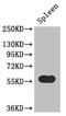 Kynureninase antibody, CSB-PA621970LA01HU, Cusabio, Western Blot image 