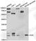 Aspartylglucosaminidase antibody, A6352, ABclonal Technology, Western Blot image 