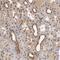 Zinc Finger Protein 75a antibody, NBP1-82020, Novus Biologicals, Immunohistochemistry paraffin image 