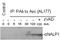 NLR Family Pyrin Domain Containing 1 antibody, M00777, Boster Biological Technology, Western Blot image 