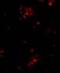 TNF Receptor Superfamily Member 10c antibody, GTX22087, GeneTex, Immunofluorescence image 
