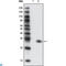 GFP antibody, LS-C812472, Lifespan Biosciences, Western Blot image 