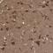 Potassium Voltage-Gated Channel Subfamily J Member 2 antibody, PA5-56059, Invitrogen Antibodies, Immunohistochemistry paraffin image 