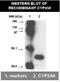 Cytochrome P450 Family 2 Subfamily A Member 6 antibody, NBP2-50184, Novus Biologicals, Western Blot image 