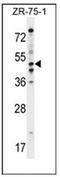 Phosphodiesterase 7B antibody, AP53239PU-N, Origene, Western Blot image 