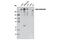 B120 antibody, 12354S, Cell Signaling Technology, Western Blot image 