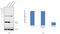 O-6-Methylguanine-DNA Methyltransferase antibody, 35-7000, Invitrogen Antibodies, Western Blot image 