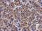 Spermatogenesis-associated protein 4 antibody, NBP2-20467, Novus Biologicals, Immunohistochemistry paraffin image 
