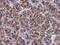 Spermatogenesis Associated 4 antibody, NBP2-20467, Novus Biologicals, Immunohistochemistry paraffin image 