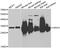 Hydroxyacylglutathione Hydrolase antibody, A08943, Boster Biological Technology, Western Blot image 